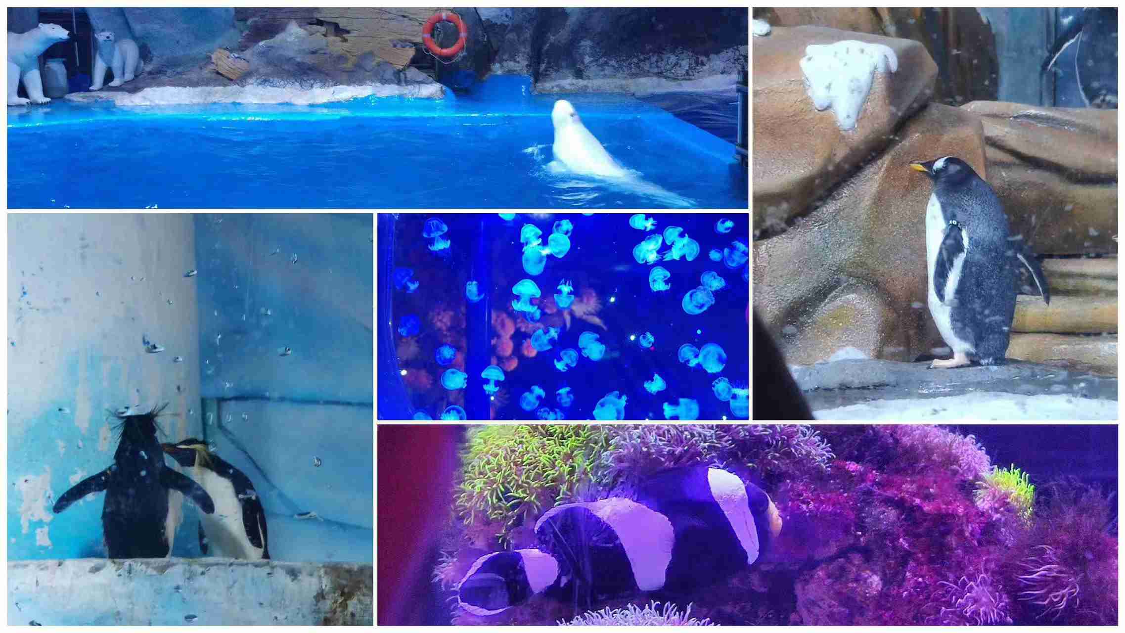 ����(�й�����)KAIYUN