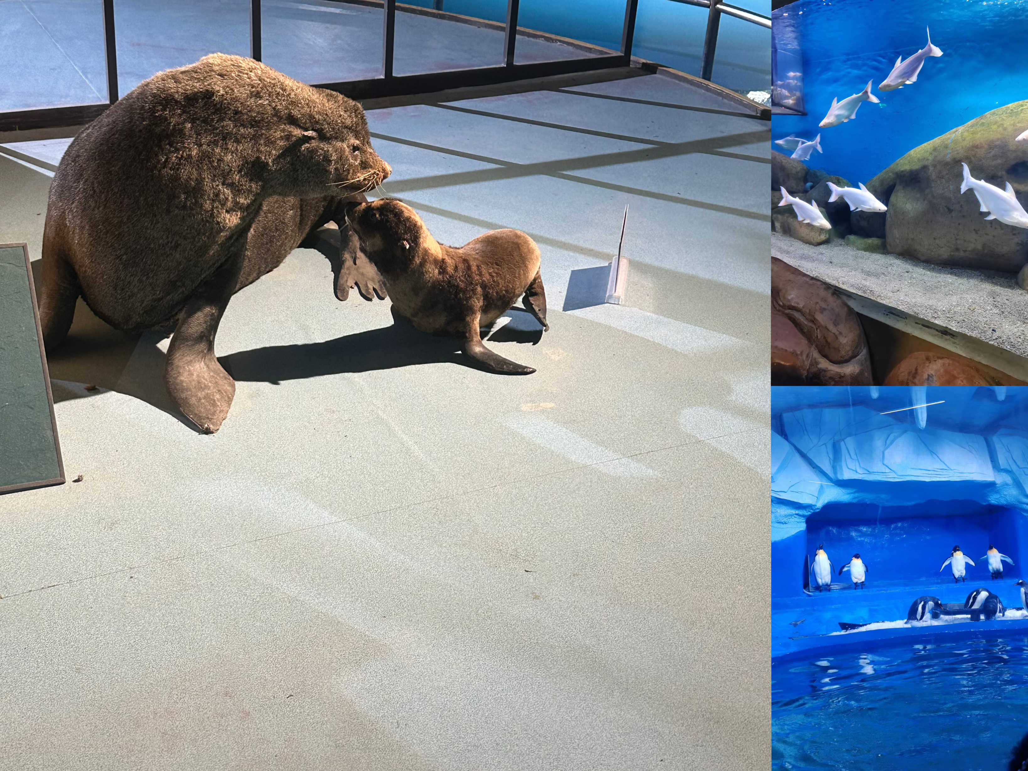 ����(�й�����)KAIYUN